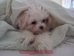 teacup maltese